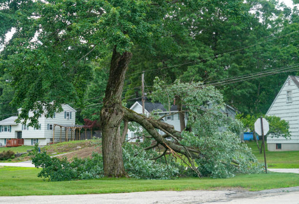 The Steps Involved in Our Tree Care Process in Sylvania, AL